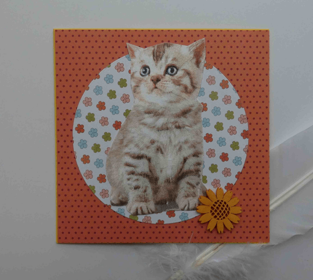 Le chat rêveur