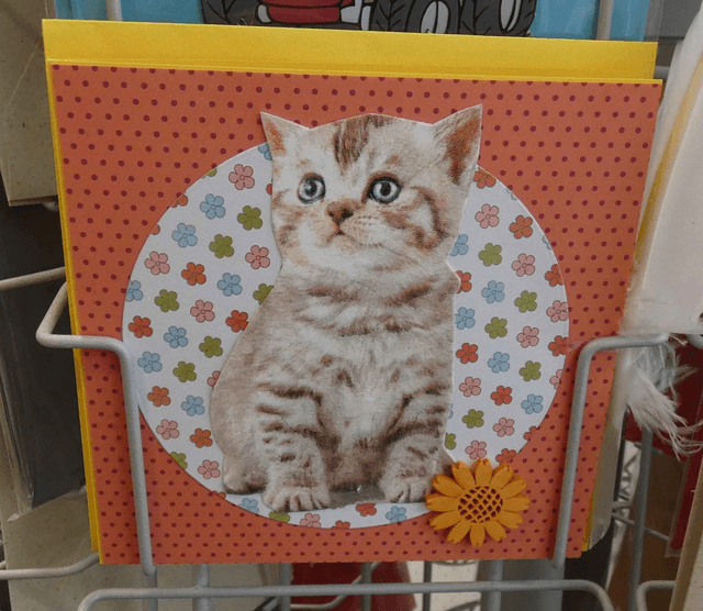 Le chat rêveur
