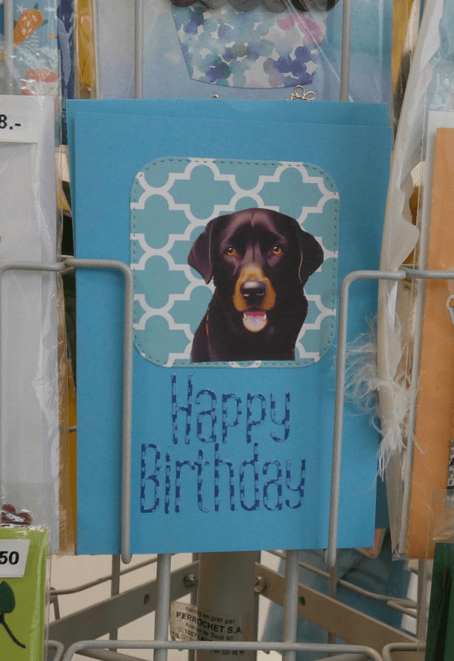 Le labrador d'anniversaire